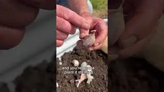How To Plant Fall Garlic