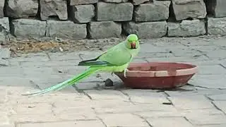 Parrot enjoy bath winter season