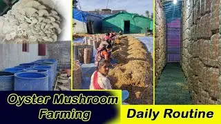ओयस्टर मशरूम की कमर्शियल खेती!#oyestermushroomcommercialfarming#mushroomgrowing#bpchaudhari#mushroom
