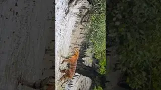 Sundarban&rsquo;s Wild shorts video. #nikonz8 #nikkor #shortsvideo #wildlife #sundarban #shortsvideo #wild