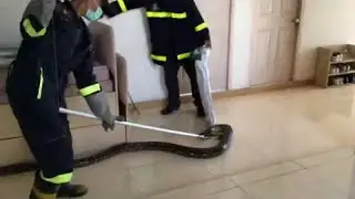 Snake Climbs Four Stories into Apartment Building || ViralHog