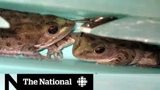 Calgary's push to save the endangered leopard frogs