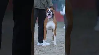 All breed championship dog show #dog #geogp #shorts