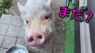 リンゴジュースが待ちきれないミニブタつくね君