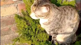 Pehli baar mau boli 😍❤️my cat daily routine vlog 💝✨#cat#viral