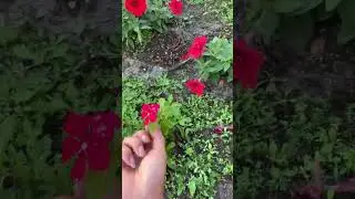 Vườn hoa nhà ở Orlando! 