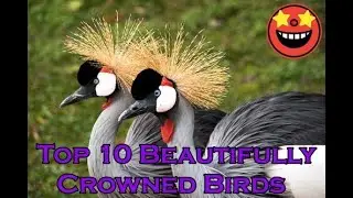 Top 10 Beautifully Crowned Birds