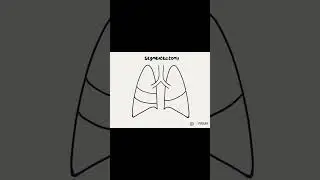 What are my lung cancer surgery options? 🫁