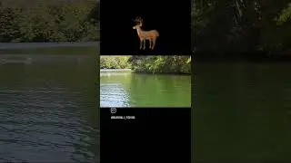 Deer Crossing a Lake #shorts #deer #swimming #lake #reels #fyp #tiktok