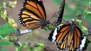 Butterfly park of Bangalore