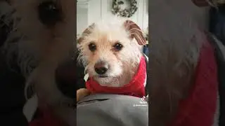 que piensan? soy o no? #mascotas #familia #lunayuesey #tiktok #tiktokvideo