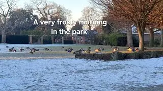 A Frosty Morning at Priory Gardens | Winter Waterfowl & Geese on Frozen Grass