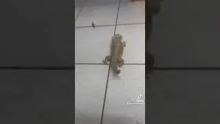 😱😱👅Agama brodata je szarancze 😱😱😱