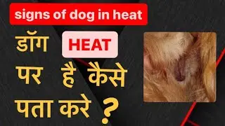 🤔Female Dog on heat||क्या मेरी फीमेल हीट पर है??||Ready to matting?||मेटिंग कब क्रवाऊ🤔