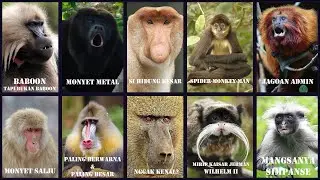 10 Monyet Paling Unik yang Menarik Perhatian