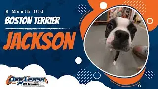 Jackson | 8 Month Old Boston Terrier | Off Leash Boston Terrier Training, Atlanta