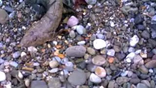 BLAS Workington & Maryport