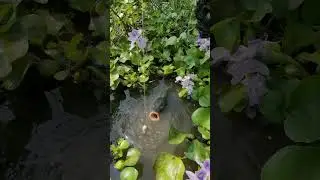 Best hook fishing idea in weedy wetland #fishing