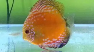 Discus fish and babies