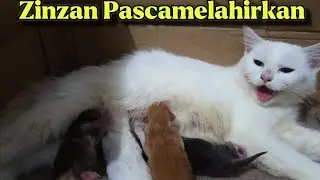 Zinzan Pasca Melahirkan: Masih Lelah Walau Sudah Makan & Minum 😿💤