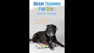 Brain Training for Dogs Online Course (NOT a SCAM) #Shorts
