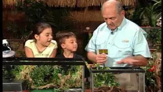 Reptile Care get to know your baby corn snake
