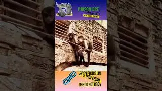 MONKEY PRISON BREAK 🙉🙊👮🚔 | THEY CAN ESCAPED OR NOT ? WATCH TIL THE END #short #viral #youtubeshort