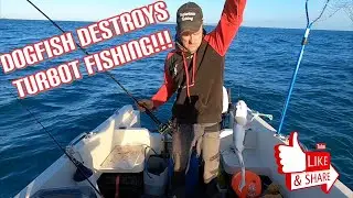 Dogfish Destroy Turbot Fishing Session! -   UK Boat Fishing!
