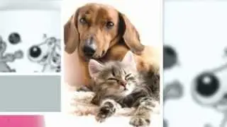 Pet Bounce, Arthritis & Joint Pain Relief Supplement for Dogs & Cats Review
