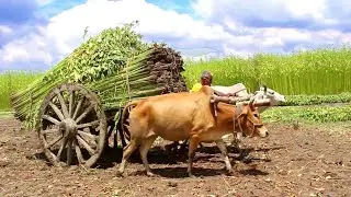 Cow Cart  Buffalo Cart Heavy Load ride | Bullock Cart Ride in Mud Road | Rural Lifestyle in India