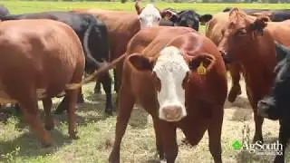 A Century Farm - David Coggins