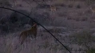 Tiger Cubs Attempt Their First Hunt | Raw Wildlife Moment &ndash; Deer Escape!
