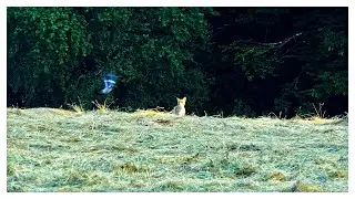 Fuchs auf der Pirsch