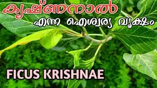 Ficus krishnae | Krishna's butter cup | Krishnanaal | കൃഷ്ണനാൽ | krishna fig | Ficus krishnae plant