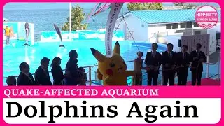 Noto aquarium fully reopens with first dolphin show since earthquake