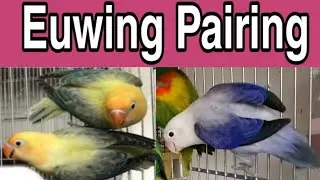 How to identify Euwing Lovebird, | How to Pairing euwing lovebird.