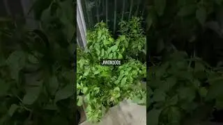 텃밭 정원 | Balcony Garden Vegetables.