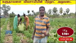 Beetroot cultivation- களுதாவளை விவசாயியின் பீற்றூட் அறுவடை