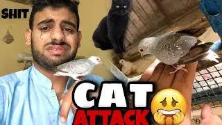 Cat Attack On Diamond Doves😭