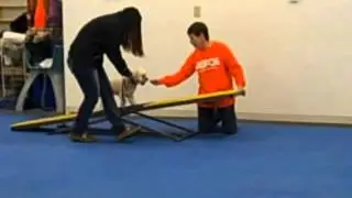 Teacup Agility Beginner