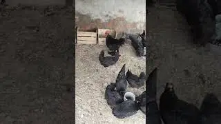 Rooster mating chicken shorts video