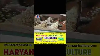 Puffed rice making Machine Muri Roaster Machine Factory #murmuramixture #machine #business #food