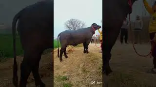 #murrha #music #bull
