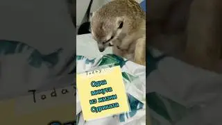 Одна минута из жизни суриката #meerkat #шпротик #cat #сурикотики #животные #сурикат