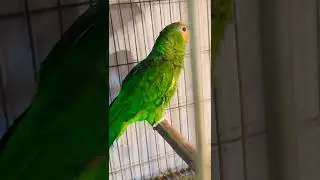 #amazon_parrot #amazon_birds #bird_lovers #bird_farm #shots