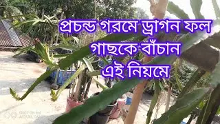প্রচন্ড গরমে ড্রাগন ফল গাছের পরিচর্যা /how to save dragon fruit tree in extreme heat #dragonfruit