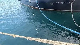Boğazda Balık Avımız | 04.01.2020
