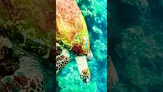 Colorful Shell Turtle