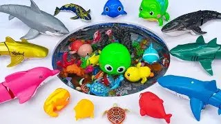 [Toy asmr] RC Dolphin & Blue Whale & Zuru Fish & Baby Shark & Aquarium ASMR Satisfying with Unboxing