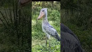 Shoebill#birds#ytshorts